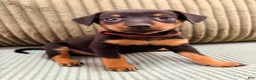Miniature Pinscher dogs for sale: Luke - Ad 3