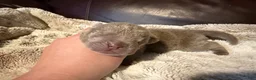 Shar Pei dogs for sale: Juniper - Ad 2