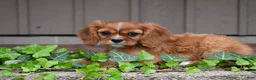 Cavalier King Charles Spaniel dogs for sale: Reese - Ad 7