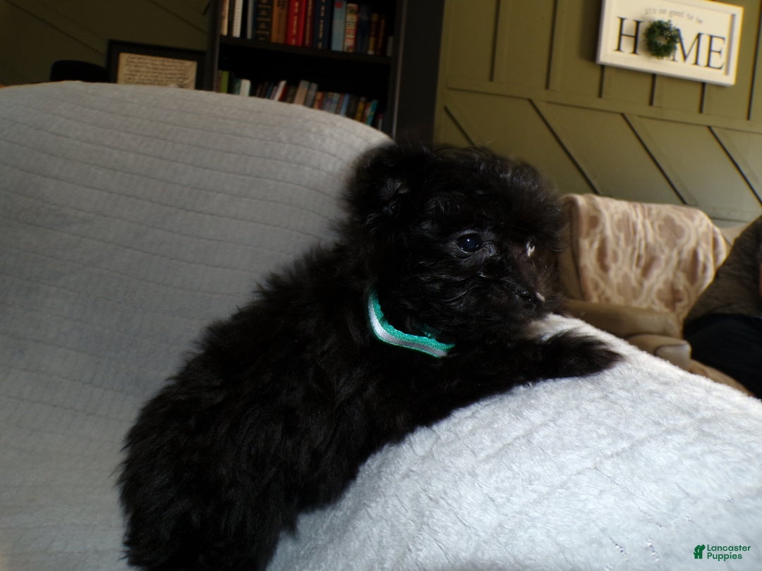 Pomapoo dogs for sale: Pomapoo Puppy 3 Sreena - Ad 4