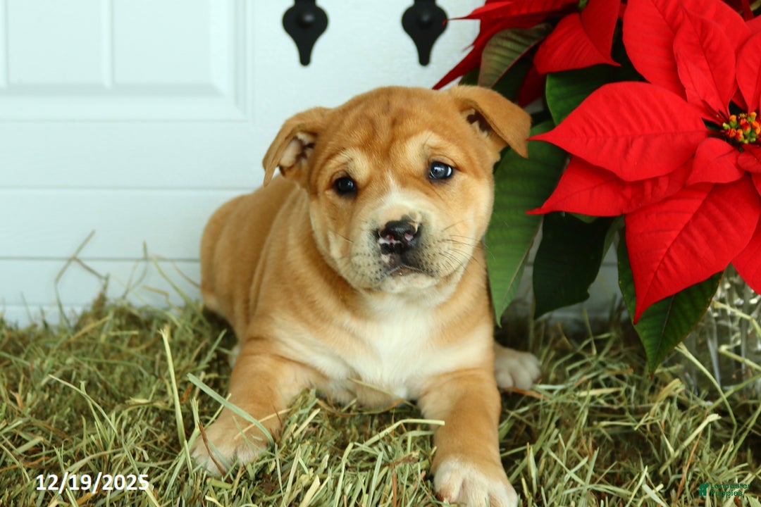 Mixed Breed dogs for sale: Taffy - Ad 4