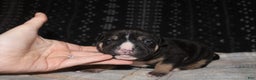 American Bully dogs for sale: Moose  - Ad 6