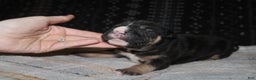 American Bully dogs for sale: Moose  - Ad 9