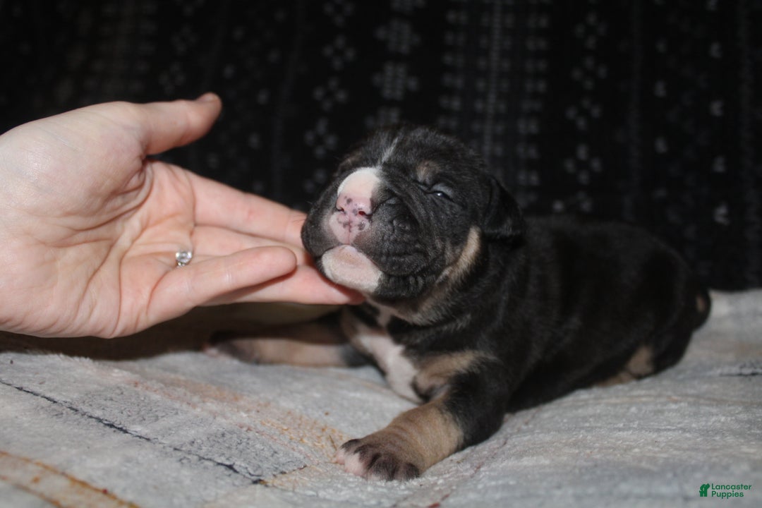 American Bully dogs for sale: Moose  - Ad 9