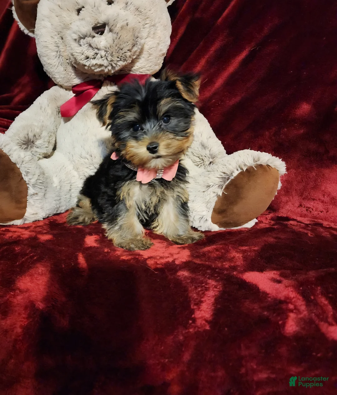 Yorkshire Terrier dogs for sale: MISS MAUI - Ad 10