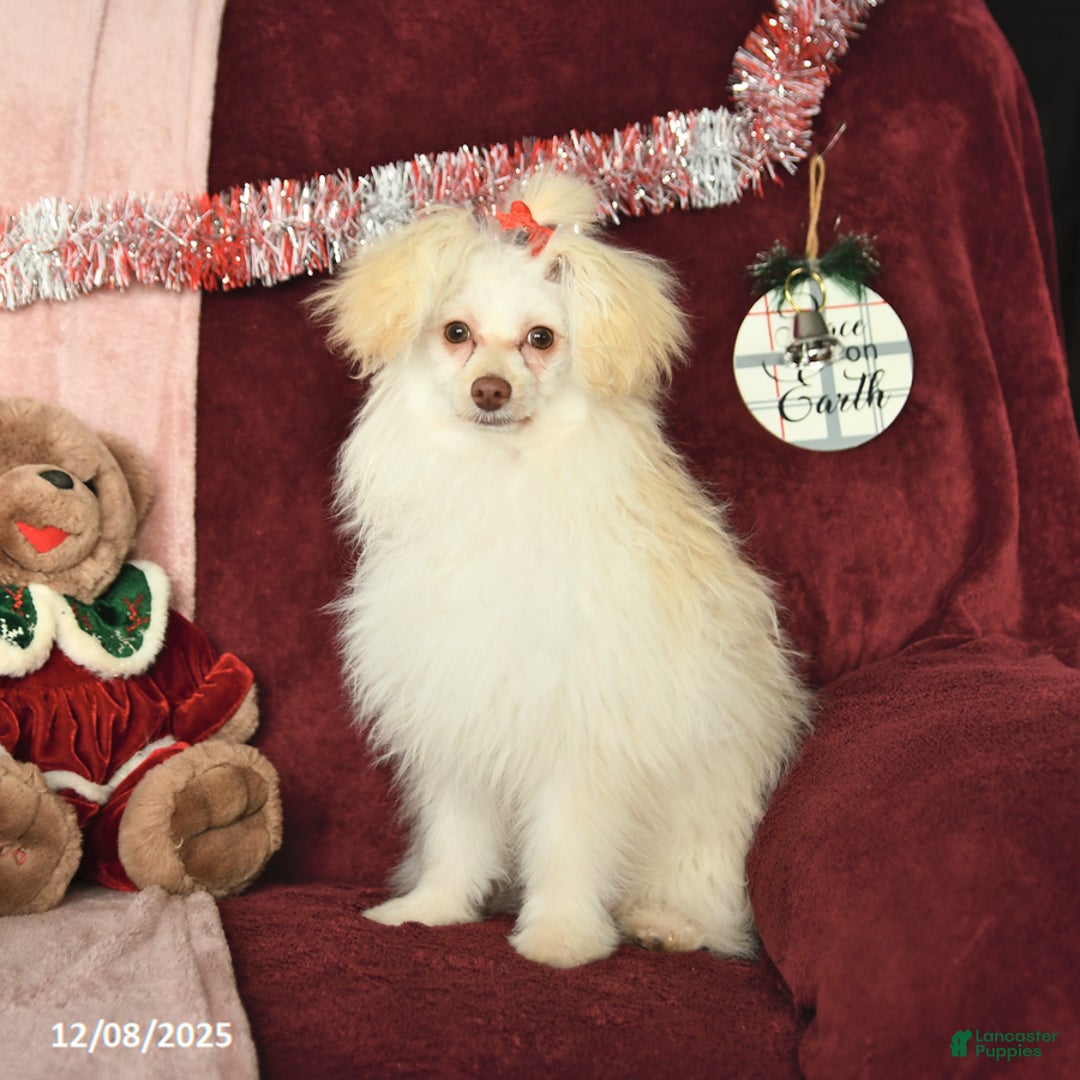 Pomapoo dogs for sale: Drako - Ad 6