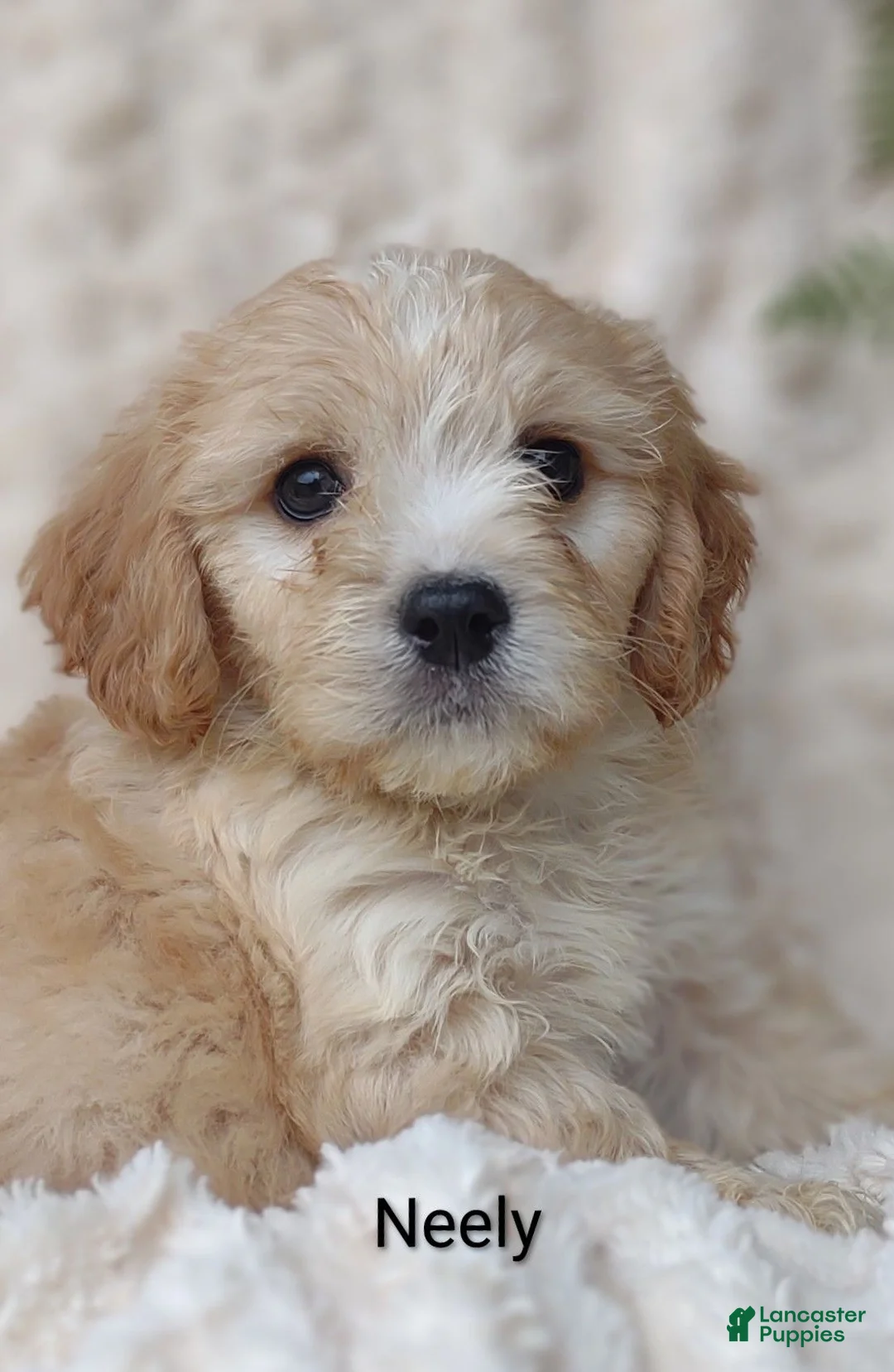 Cavachon dogs for sale: Cavachon Puppy 1 Newton SOLD - Ad 8
