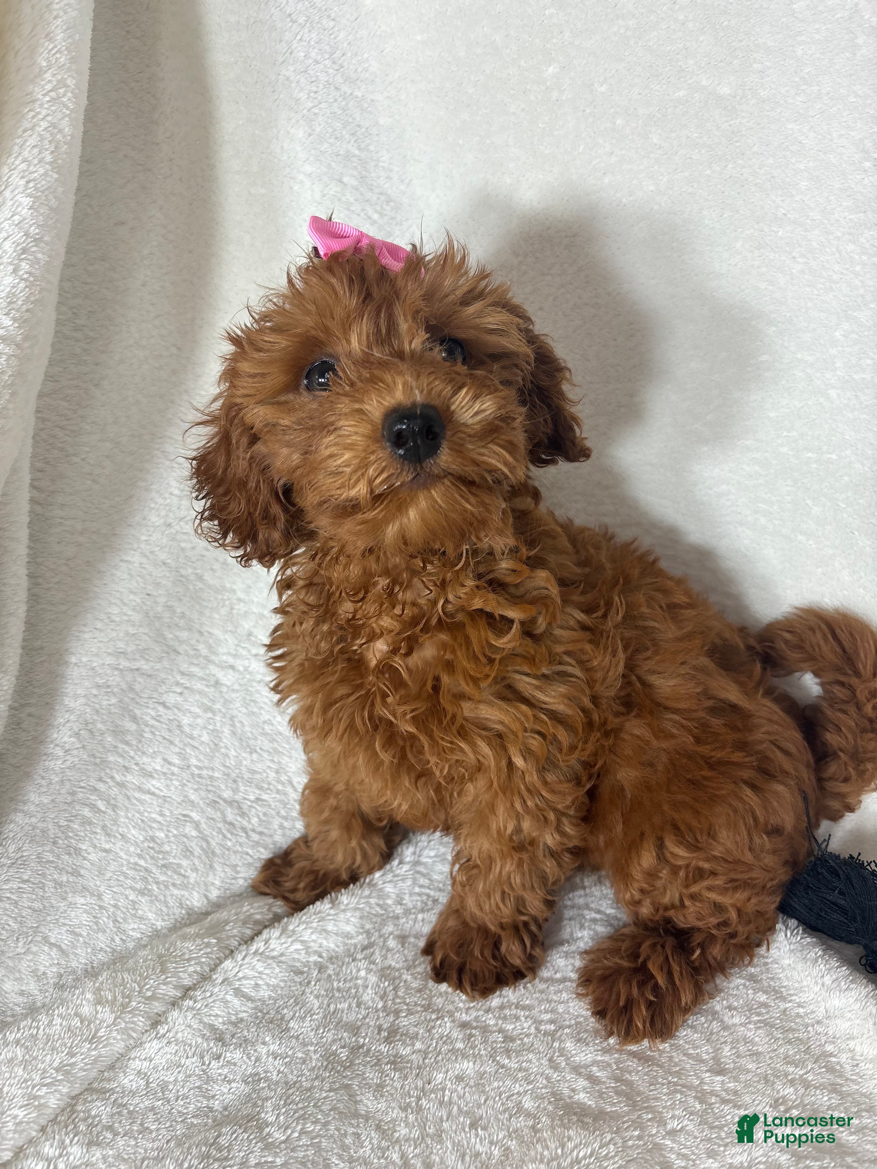 Mini Goldendoodle dogs Gracie - Ad 23