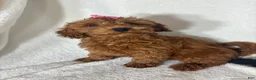 Mini Goldendoodle dogs for sale: Gracie - Ad 1
