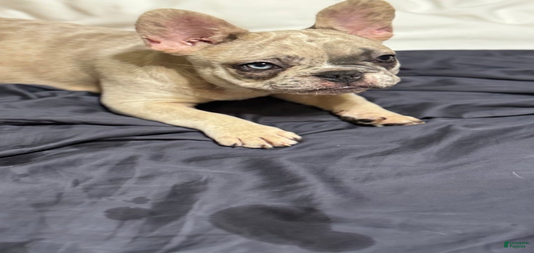 Gallery Image {{count}}