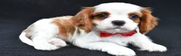 Cavalier King Charles Spaniel dogs for sale: Rascal - Ad 7