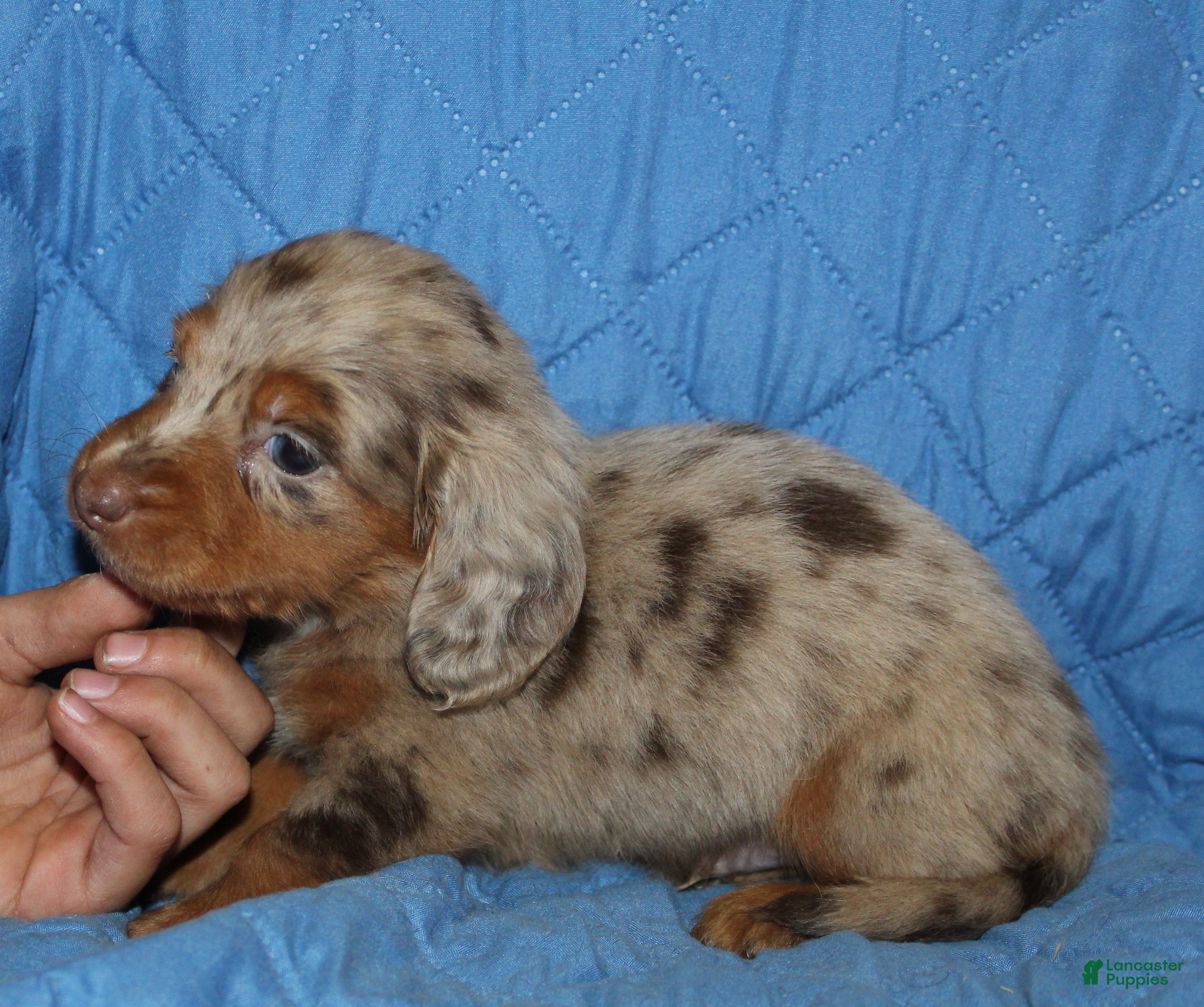 Miniature Dachshund dogs Milo - Ad 40