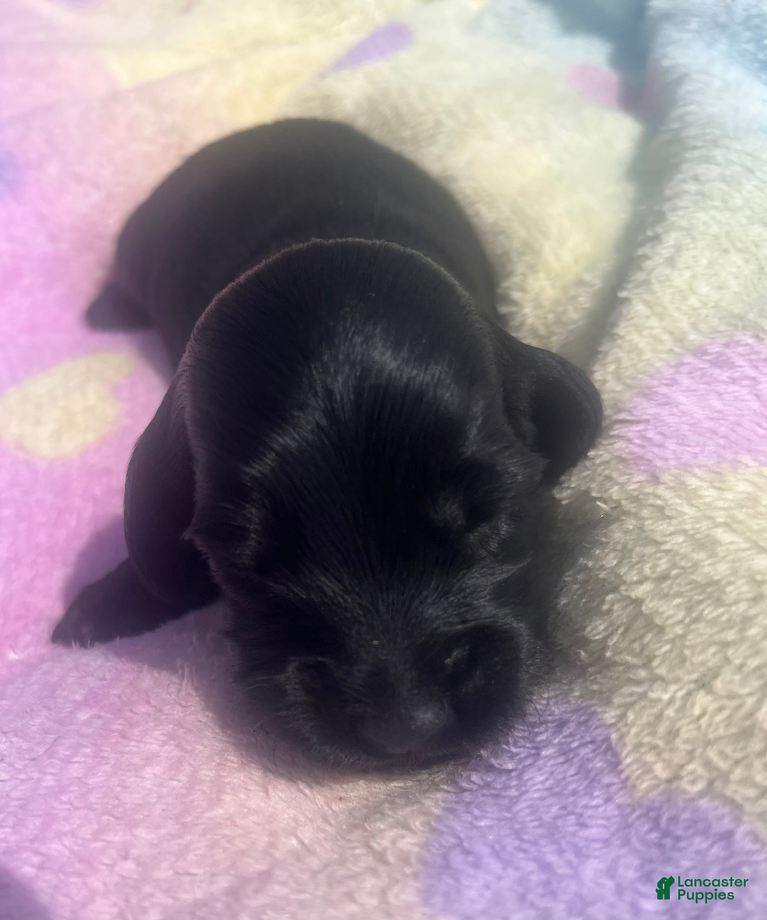 Miniature Dachshund dogs Ace - Ad 1