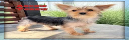 Yorkshire Terrier dogs for sale: Archie - Ad 1