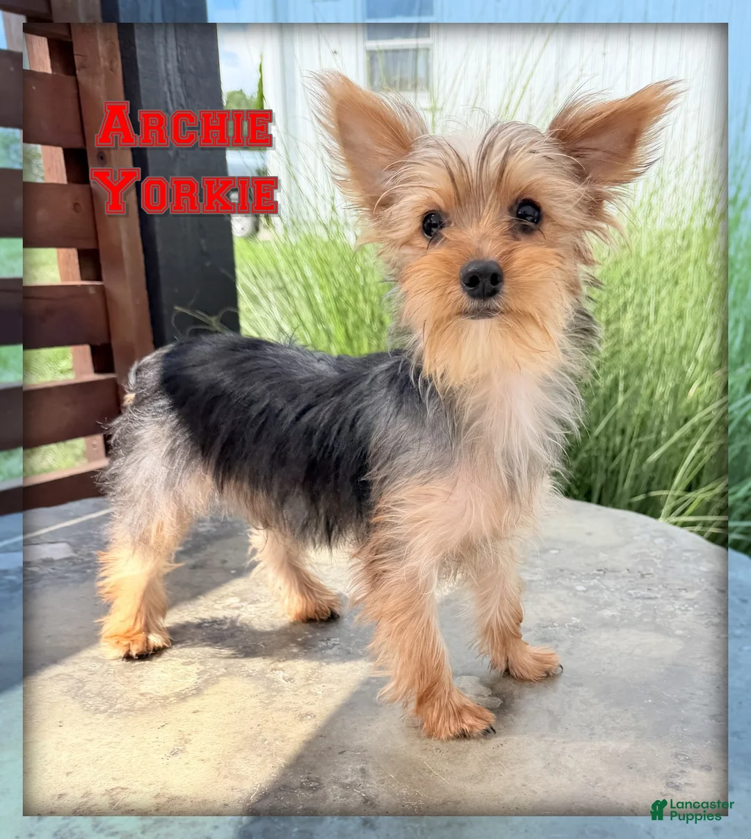 Yorkshire Terrier dogs for sale: Archie - Ad 1