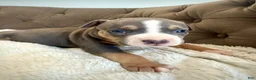 American Bully dogs for sale: Mia - XL American Bully Puppy  - Ad 3