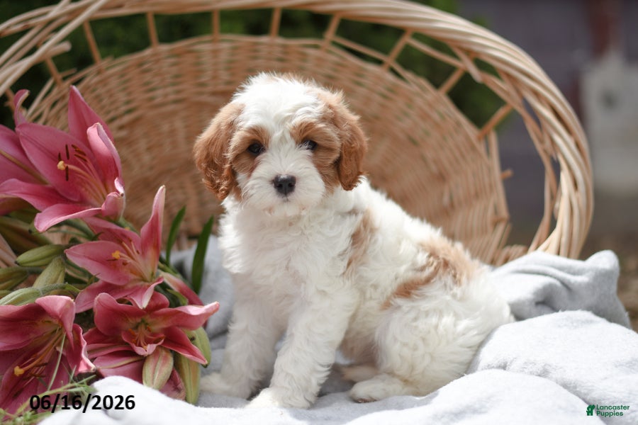 Cavapoo dogs Muffin - Ad 2