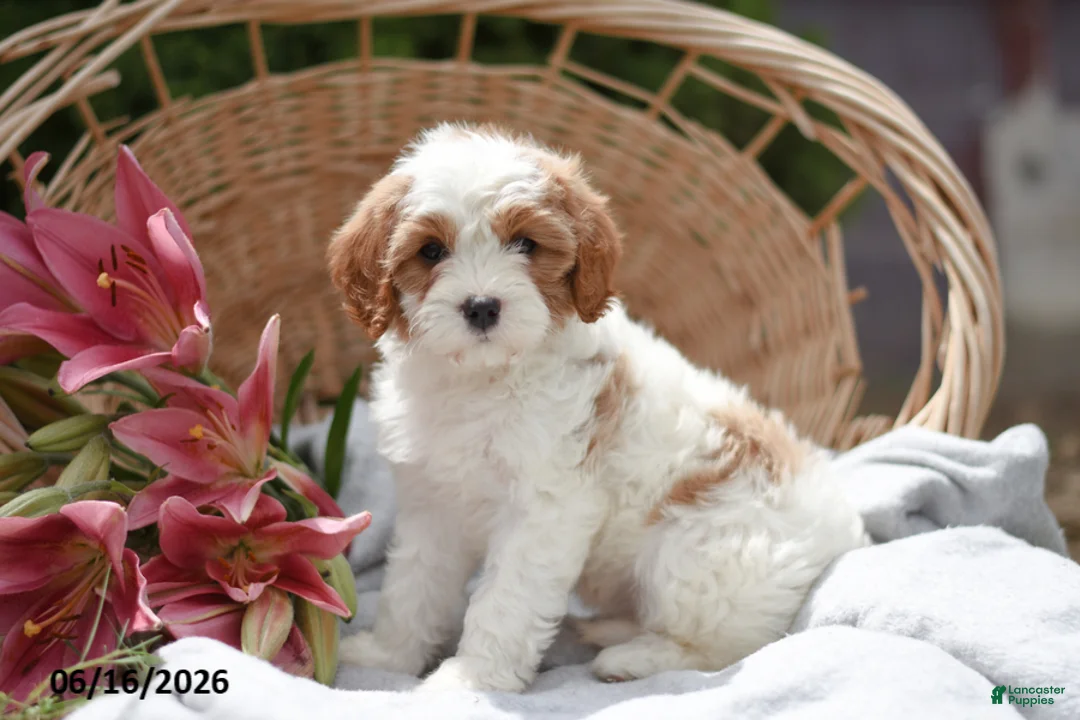 Cavapoo dogs for sale: Muffin - Ad 2