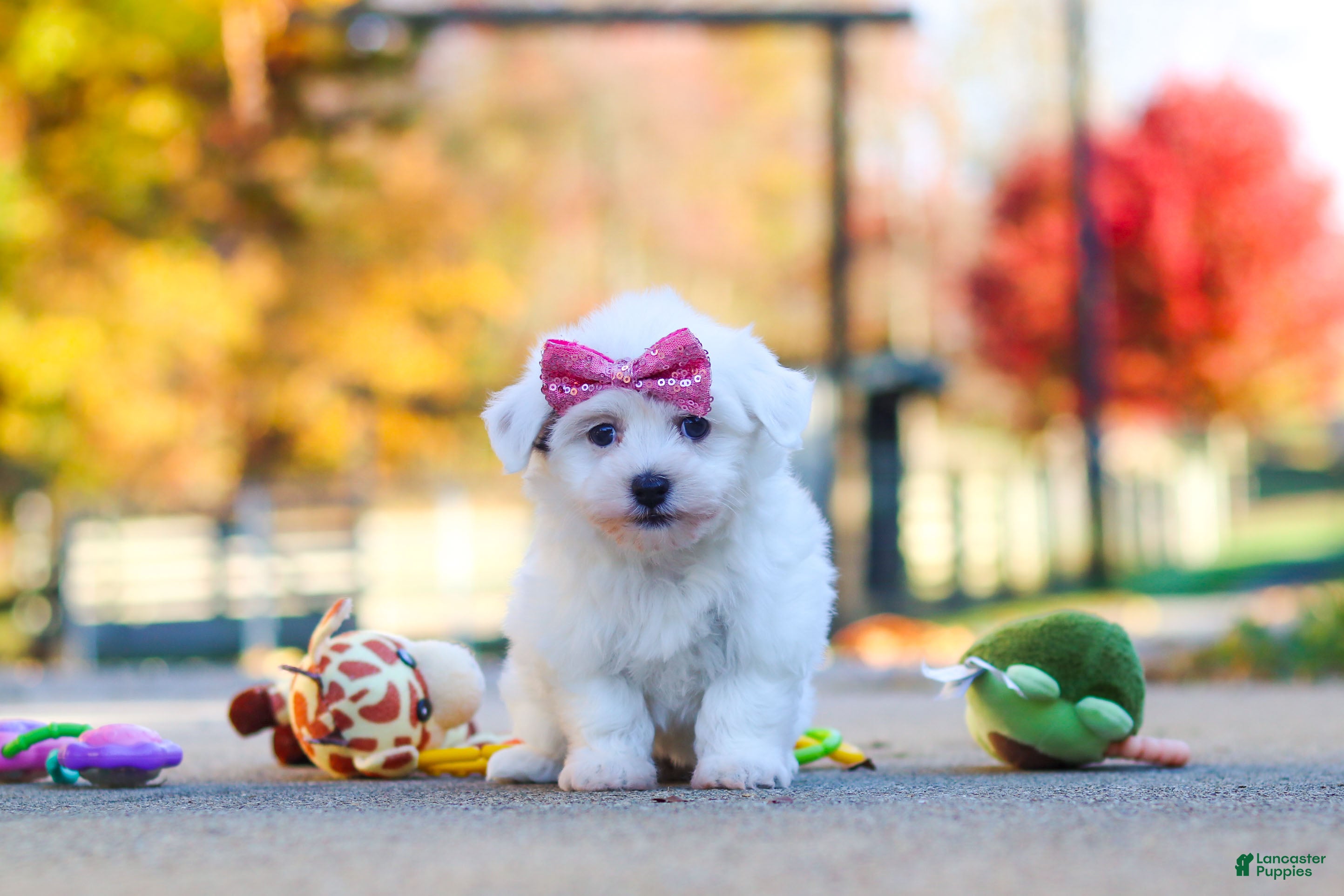 Havanese dogs for sale: Lilah - Ad 2