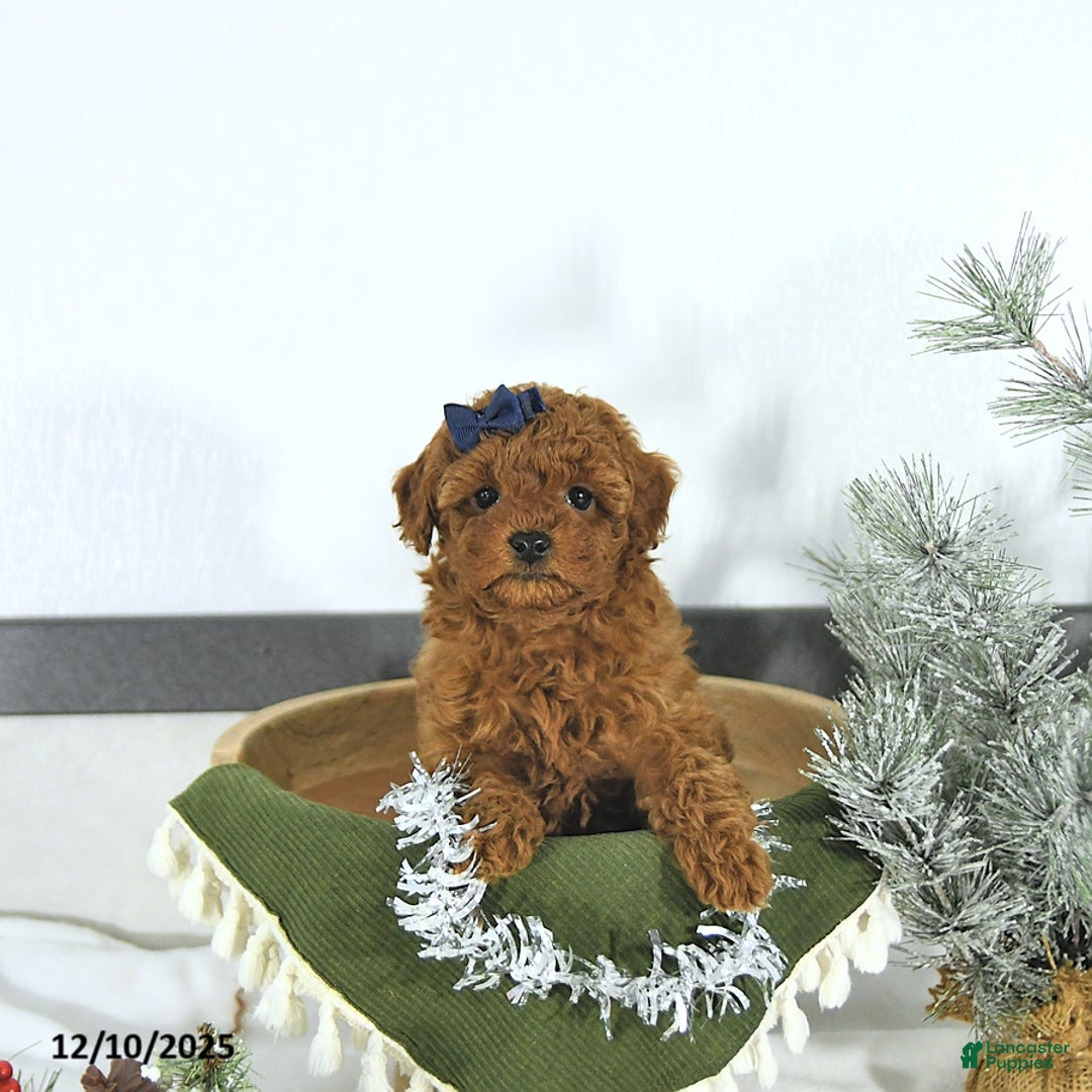 Toy Poodle dogs for sale: Darcy - Ad 1