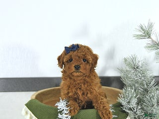 Toy Poodle dogs Darcy - Ad 14