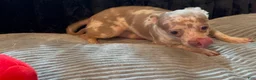 Chihuahua dogs for sale: Mr platinum - Ad 5