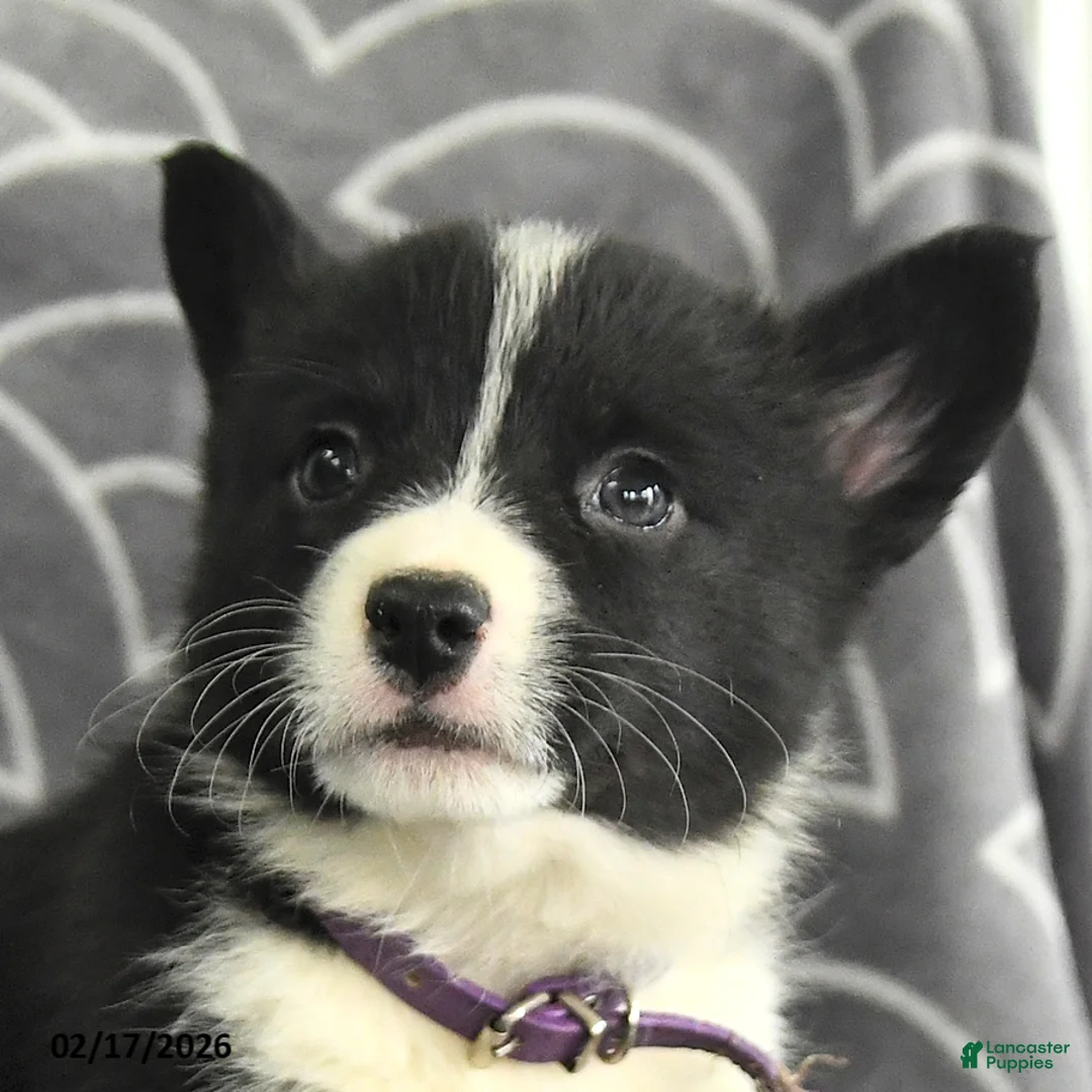 Welsh Corgi Pembroke dogs for sale: Karis - Ad 4