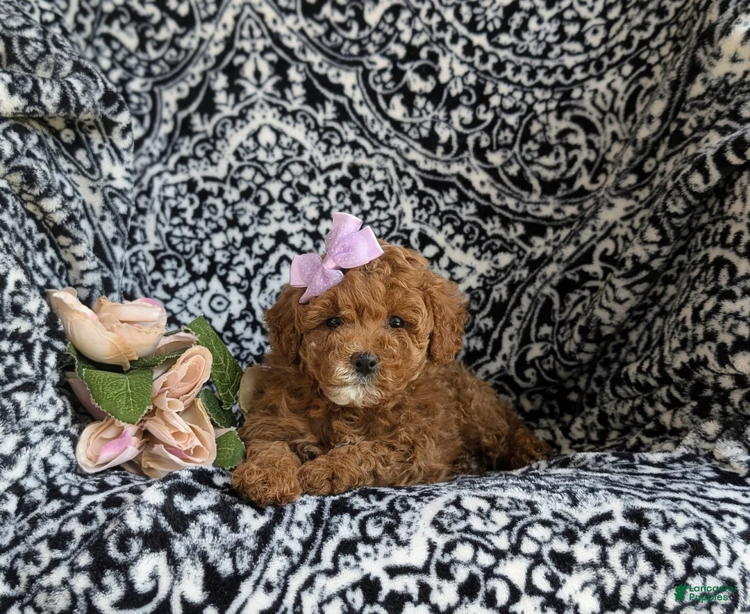 Cavapoo dogs for sale: Mandy Hypoallergenic - Ad 5