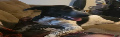 Mixed Breed 2