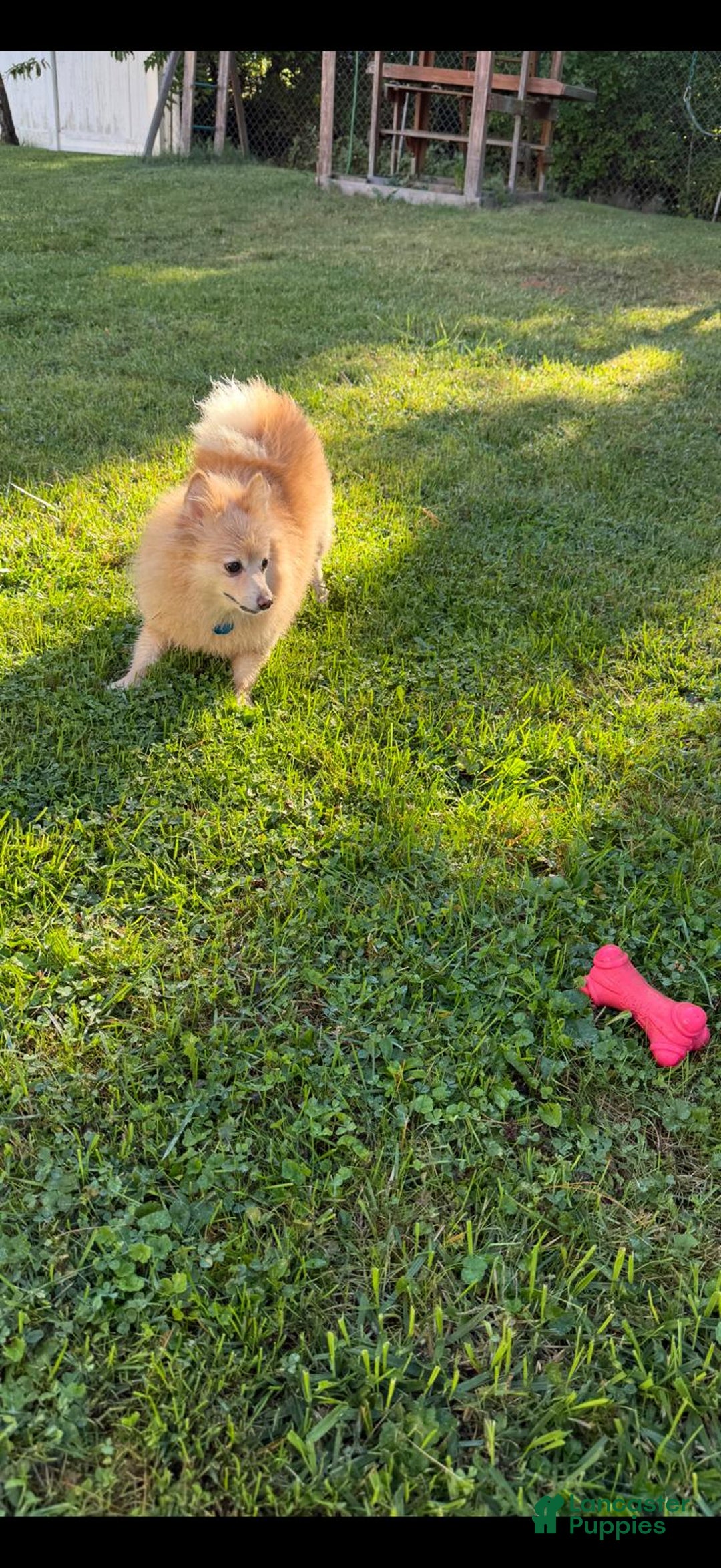 Pomeranian dogs for sale: Pomeranian Puppy 1 - Ad 16