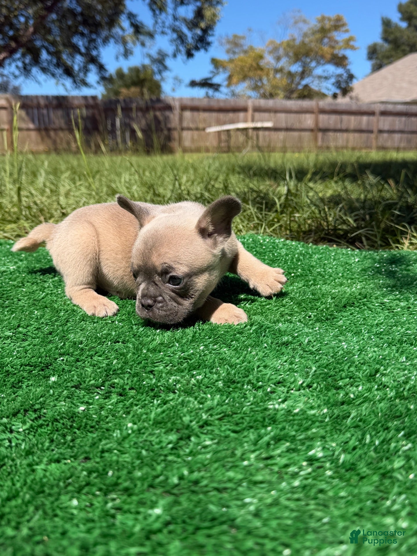 French Bulldog dogs French Bulldog 3 - Ad 11