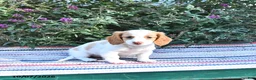 Miniature Dachshund dogs for sale: Kara - Ad 2
