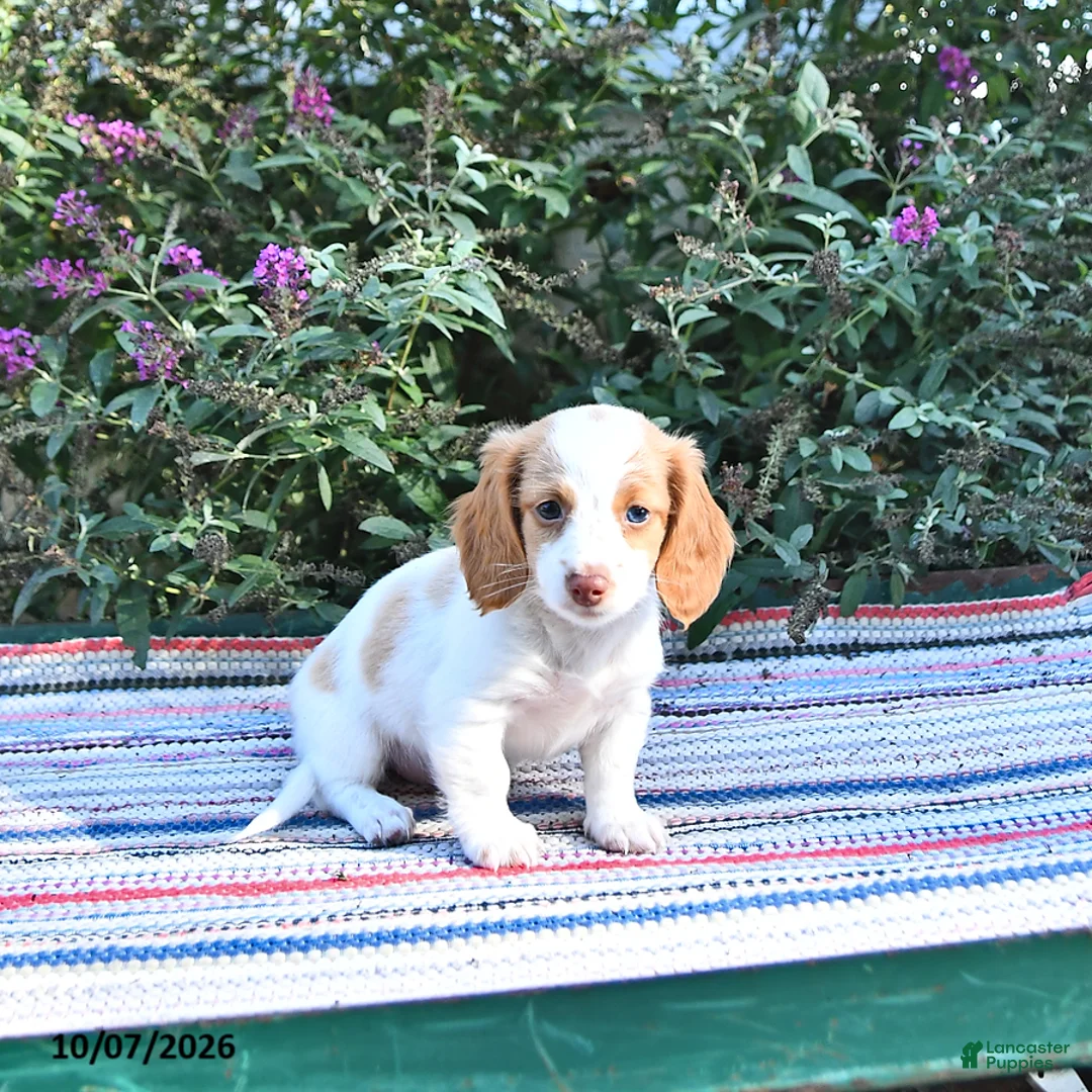 Miniature Dachshund dogs for sale: Kara - Ad 2