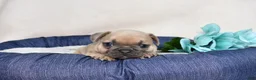 French Bulldog dogs for sale: Belle  - Ad 3
