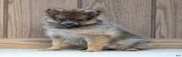Pomeranian dogs for sale: Amber - Ad 3