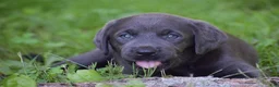 Labrador Retriever dogs for sale: Star - Ad 12