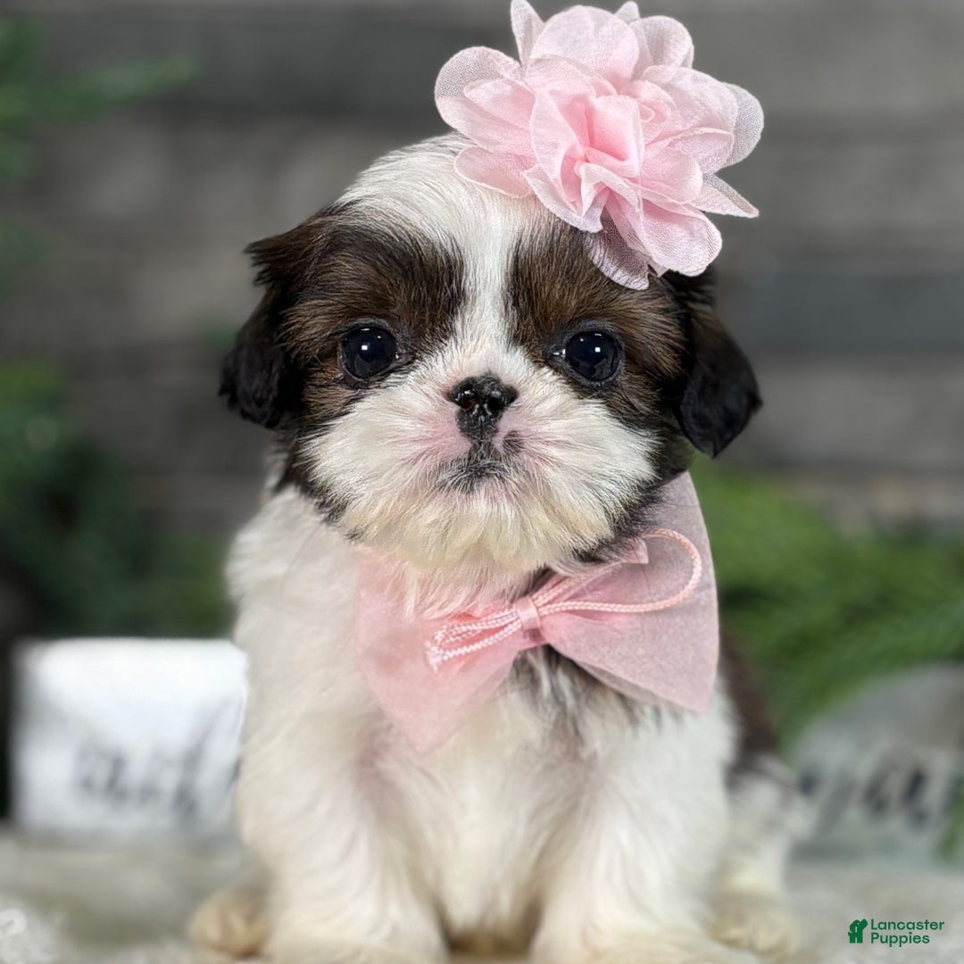 Shih Tzu dogs for sale: Cheer - Ad 1