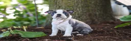 Boston Terrier dogs for sale: Mea - Ad 5