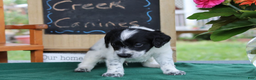Aussiedoodle dogs for sale: Oreo - Ad 6