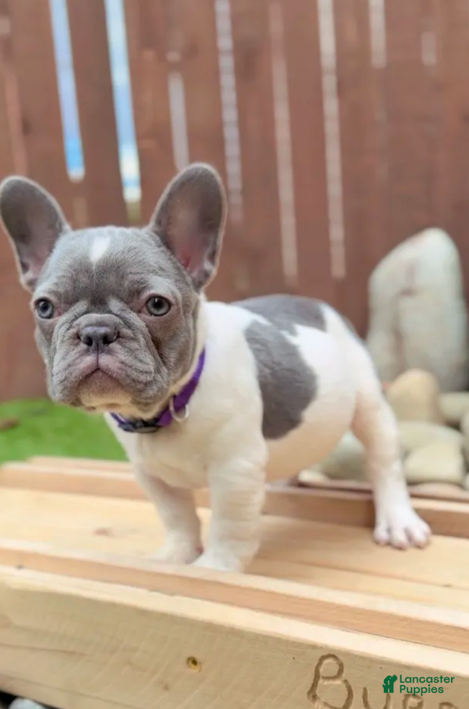 French Bulldog dogs Apa - Ad 7