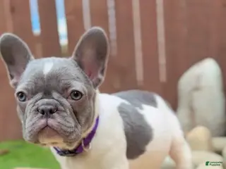 French Bulldog dogs Apa - Ad 7