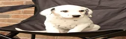 Dalmatian dogs for sale: Bella - Ad 8