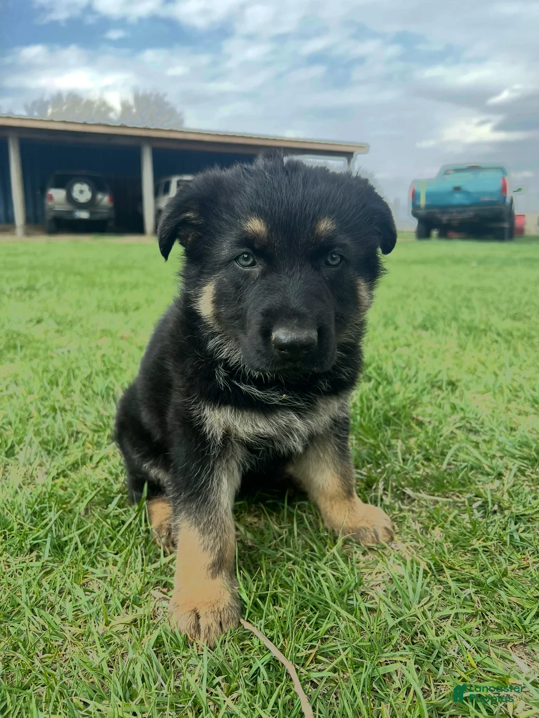 German Shepherd dogs for sale: German Shepherd Puppy 1 - Ad 1