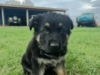 German Shepherd dogs German Shepherd Puppy 1 - Ad 19