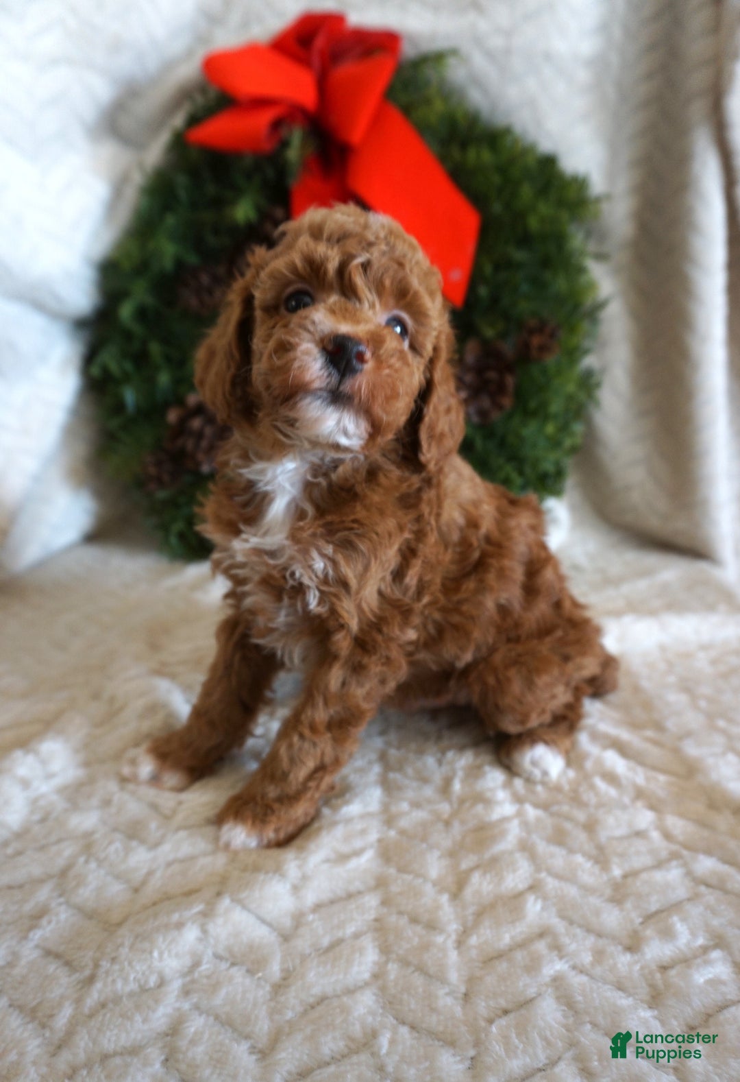 Toy Poodle dogs for sale: Kip - Ad 3