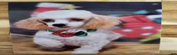 Toy Poodle dogs for sale: Toy Poodle 3 - Ad 5