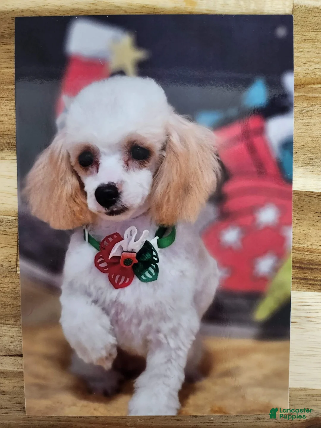 Toy Poodle dogs for sale: Toy Poodle 3 - Ad 5