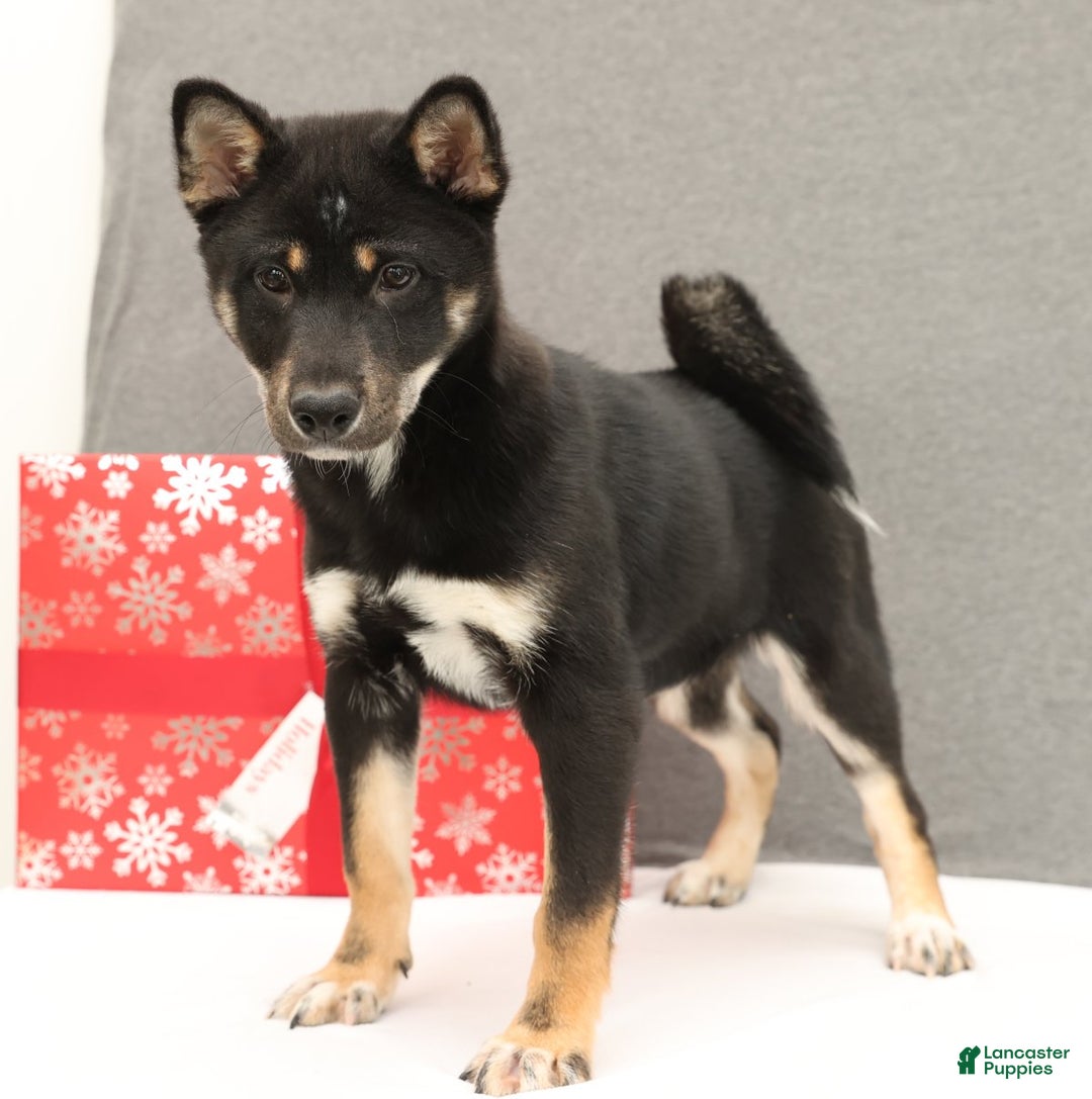 Shiba Inu dogs for sale: Ender - Ad 8