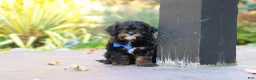 Cavapoo dogs for sale: Ash - Ad 6