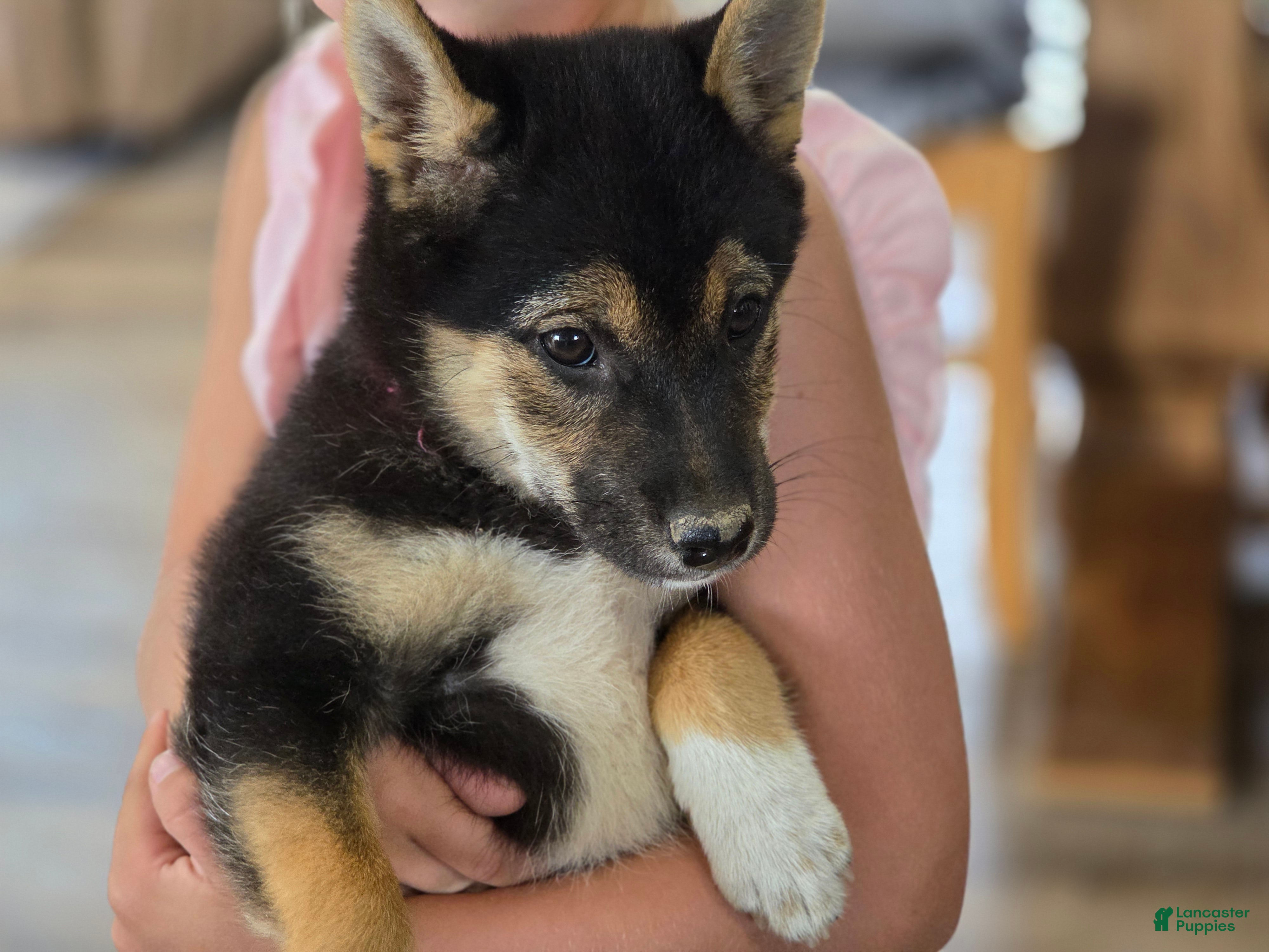 Shiba Inu dogs Stella - Ad 1